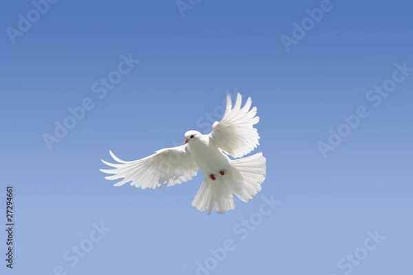 Obraz White dove flying