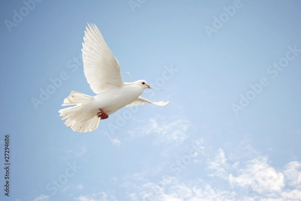 Obraz White dove flying