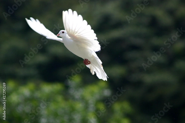 Obraz White dove in flight