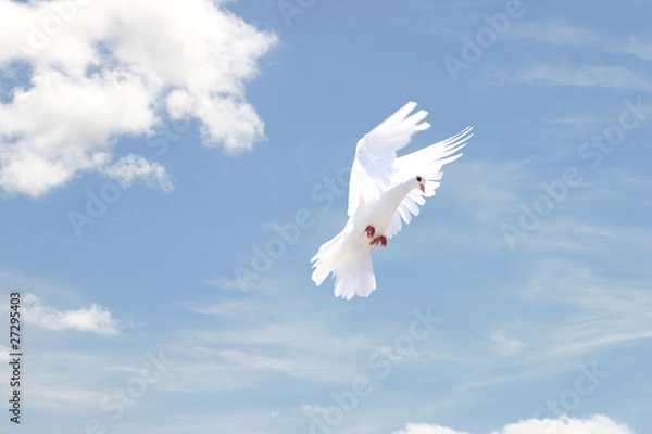 Obraz White dove in flight