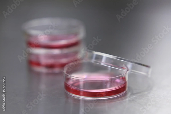 Obraz Cell culture