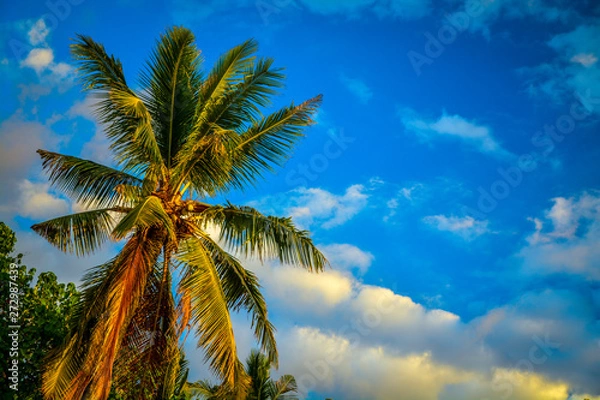 Obraz palm tree and blue sky