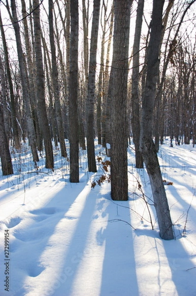 Fototapeta tree trunks in the snow
