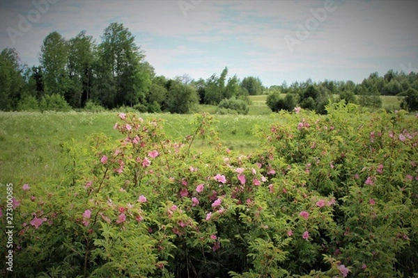 Obraz wild rose in the field