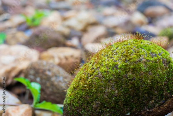 Obraz Moss Riven stone