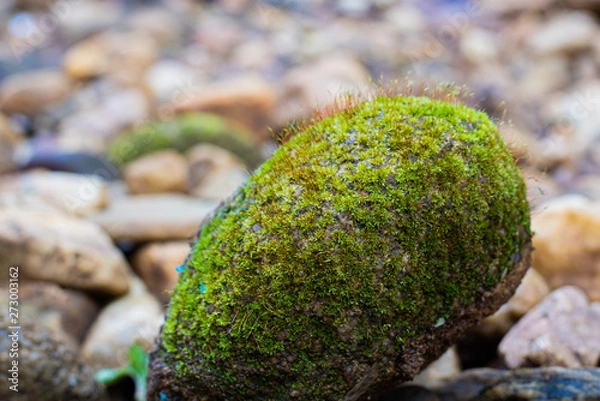 Obraz Moss Riven stone