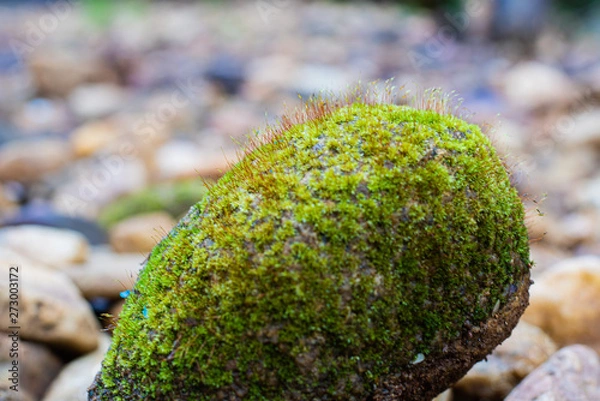 Obraz Moss Riven stone