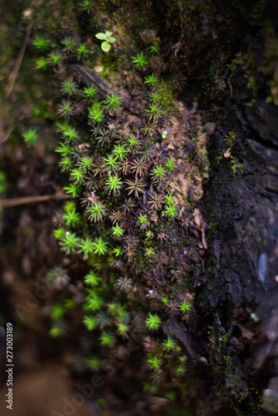 Obraz Wild moss