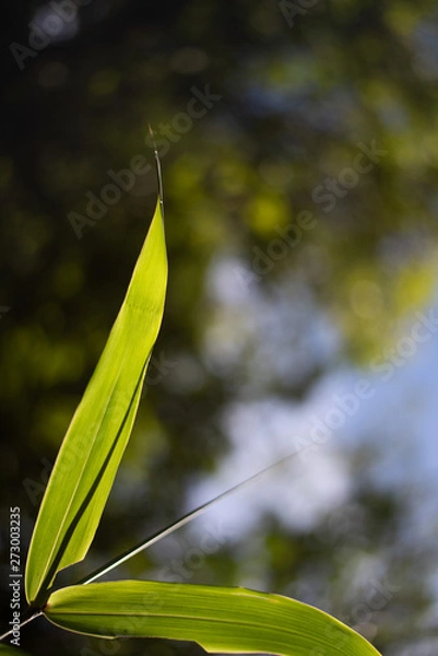 Obraz Bright green wood