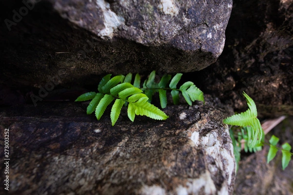 Obraz Green leaves in the rocks