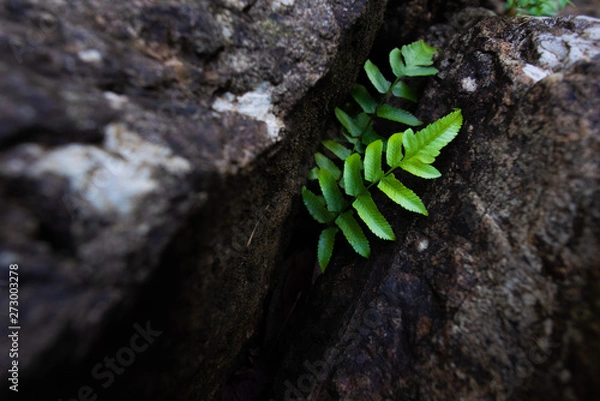 Obraz Green leaves in the rocks