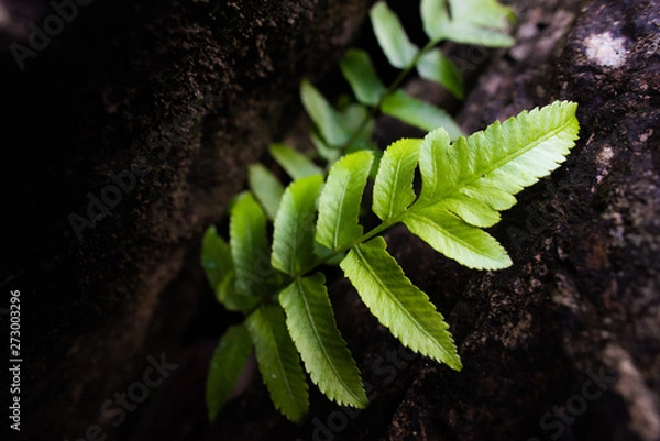 Obraz Green leaves in the rocks