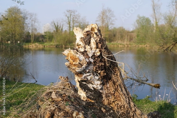 Fototapeta Tronc d'arbre