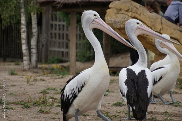 Fototapeta Pelicans