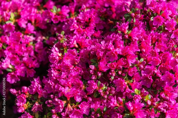 Fototapeta Beautiful Garden with blooming trees during spring time