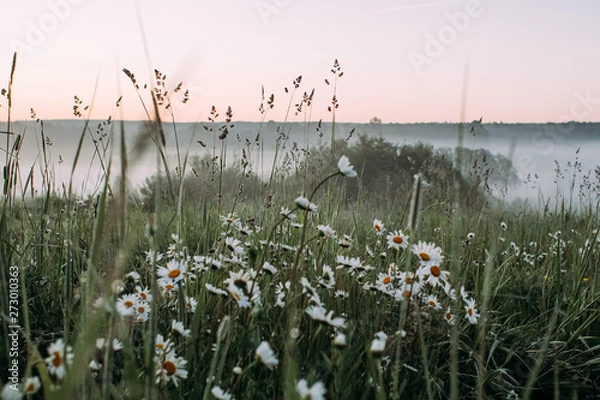 Obraz field of flowers