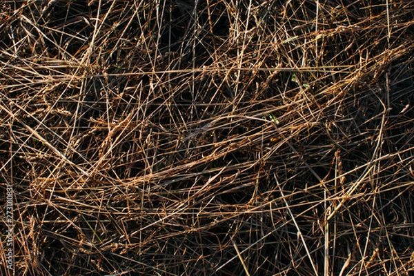 Obraz texture of grass