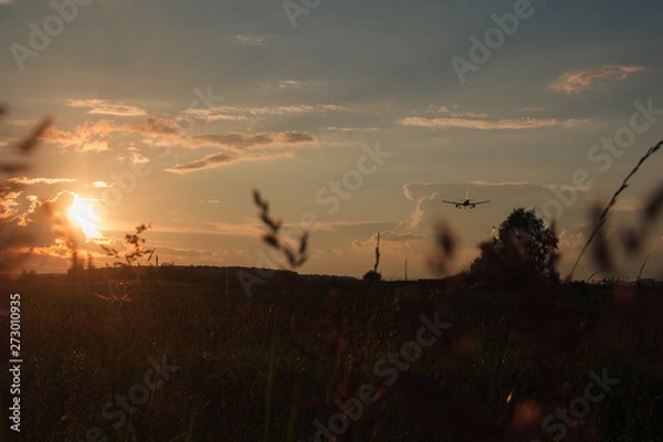 Obraz sunset in the forest