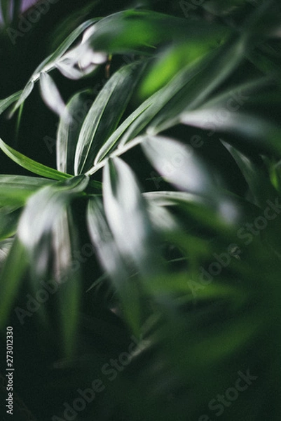 Obraz green leaves of tree