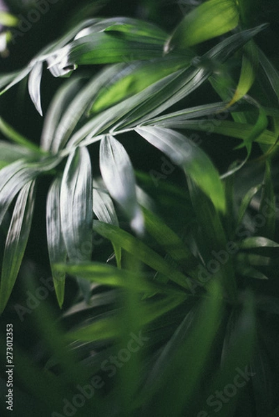 Obraz green leaves of tree