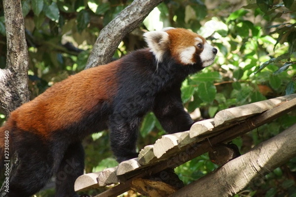 Fototapeta レッサーパンダ