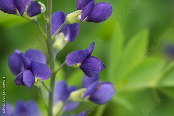 Obraz Blue False Indigo Flowers in Bloom in Springtime