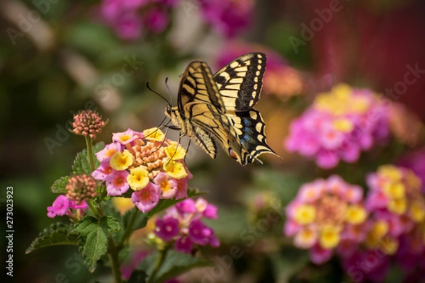 Obraz Butterfly on a flower