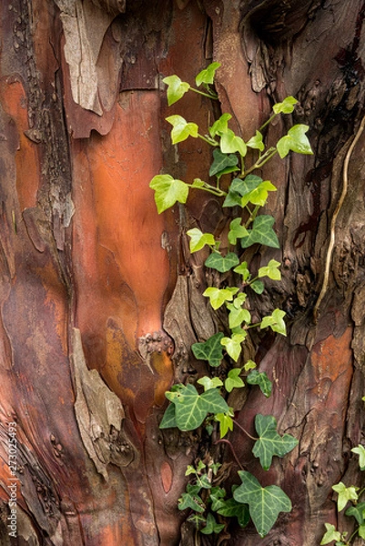 Obraz Ivy on textured bark