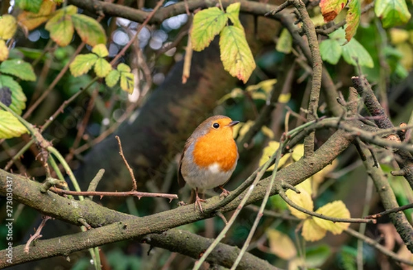 Obraz Robin on a branch in a hedgerow