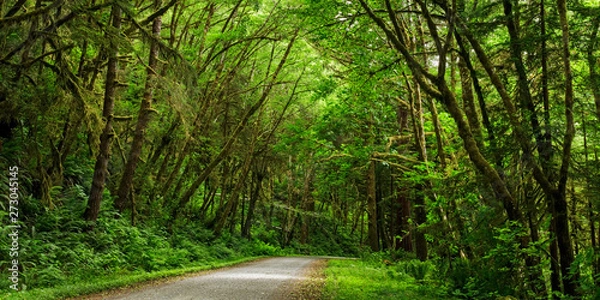 Obraz Forest Road 02