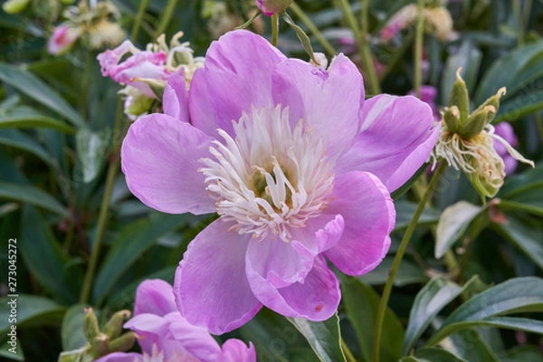 Obraz Piękn, różowy kwiat