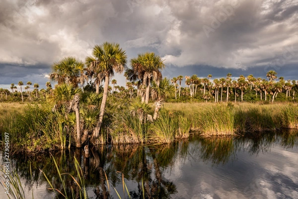 Obraz Everglades Palm Forest 01