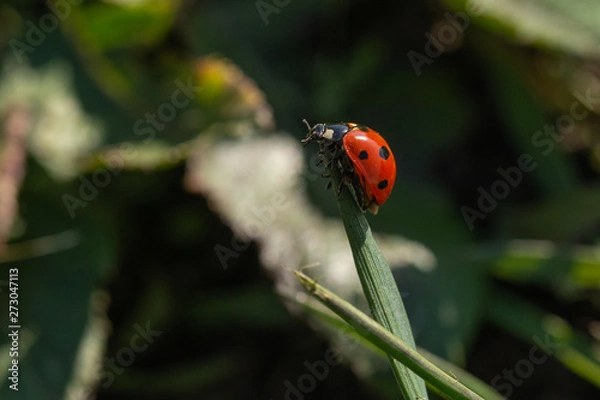 Fototapeta ladybug