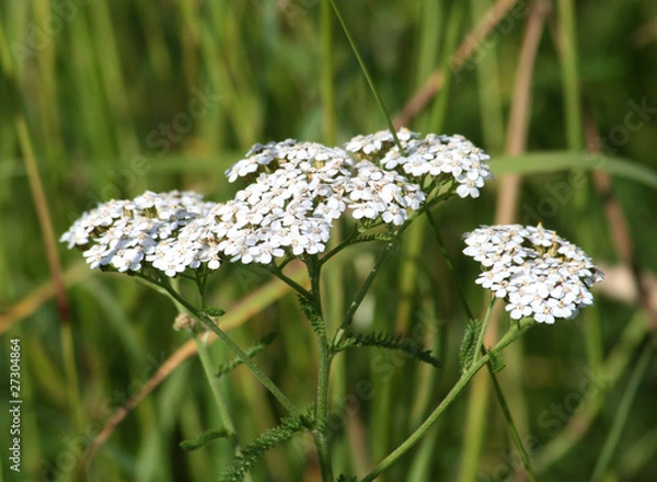 Obraz milfoil in meadow
