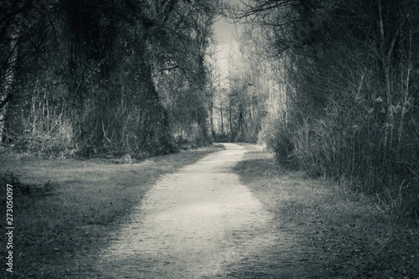 Fototapeta scenic empty pathway leading through forest