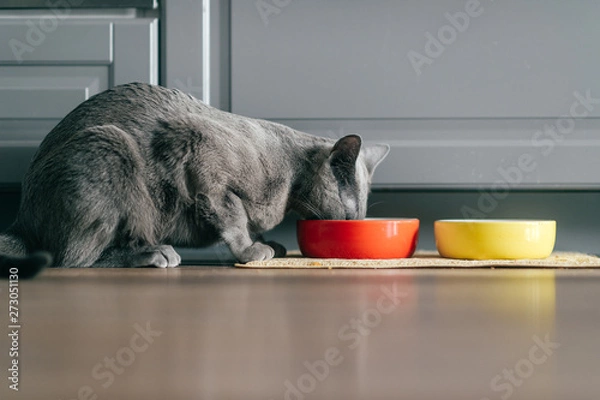 Obraz Russian blue cat with funny expressive emotional muzzle eating cat food on kitechen at home. Portrait of lovely breeding kitten having dinner at home. Cute hungry pussycat eating on floor.