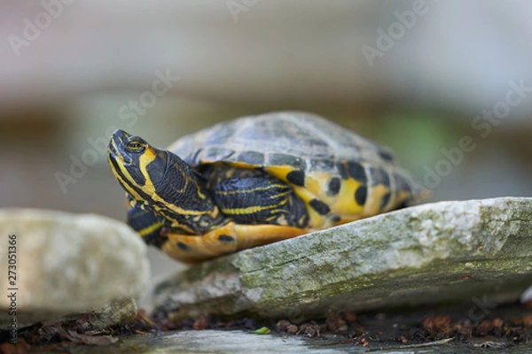 Fototapeta Close up Picture on turtle yellow bellied slider, Trachemys scripta scripta is a land and water turtle belonging to family Emydidae, This subspecies of pond slider is native from Florida to Virginia.