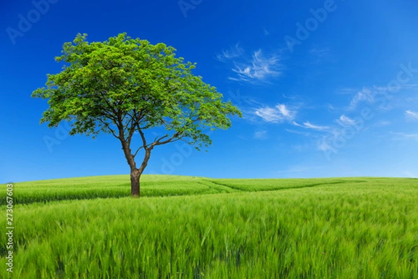 Fototapeta Tree with meadow and blue sky