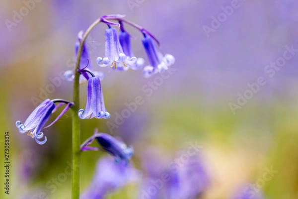Obraz A single bluebell in a beech tree forest