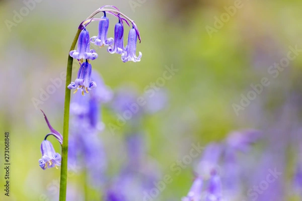 Obraz A single bluebell in a beech tree forest