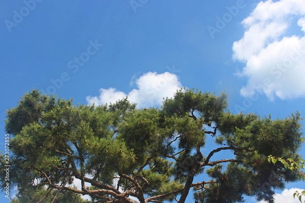 Fototapeta 구름과 소나무