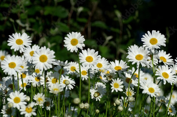 Obraz Plenty Daisies looking at sun.