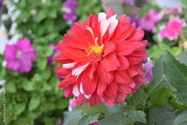 Obraz Colourful Flower