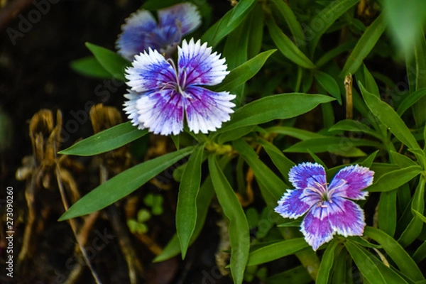 Obraz Colourful Flower
