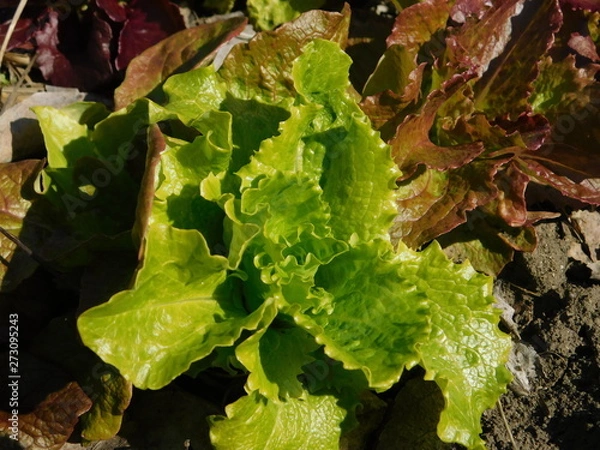 Obraz  lettuce grows on the garden
