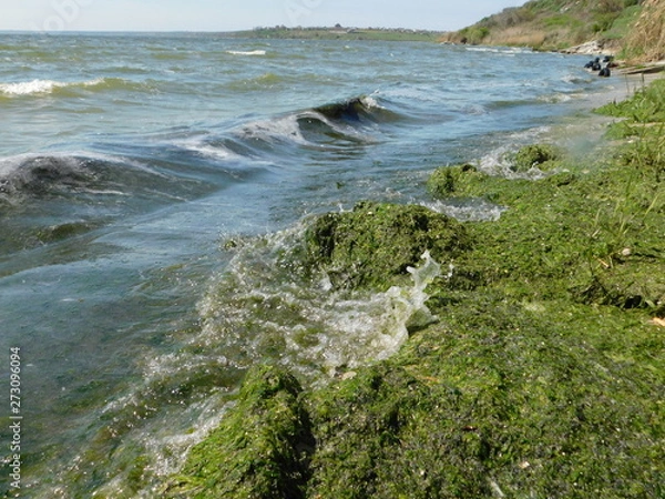 Obraz  seaweed on the river beach