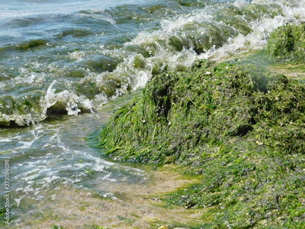 Obraz  seaweed on the river beach