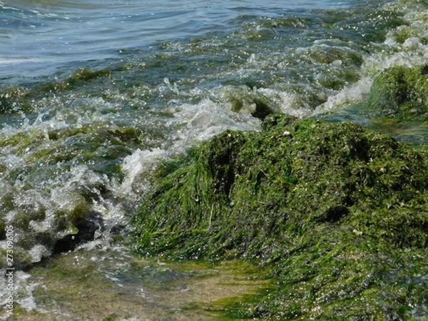 Obraz  seaweed on the river beach