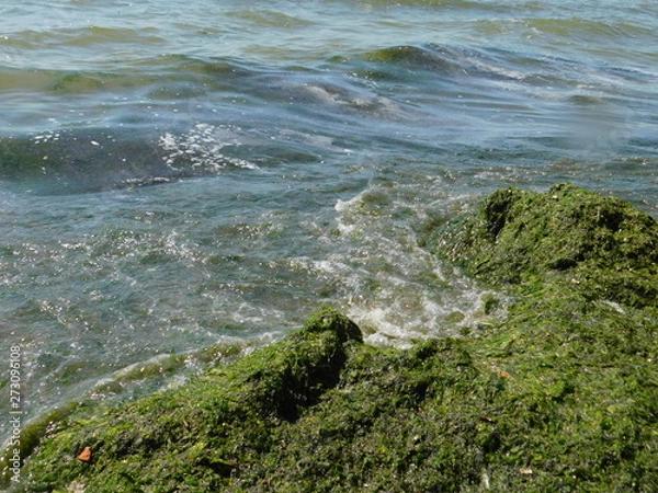 Obraz  seaweed on the river beach