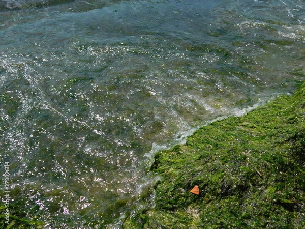 Obraz  seaweed on the river beach